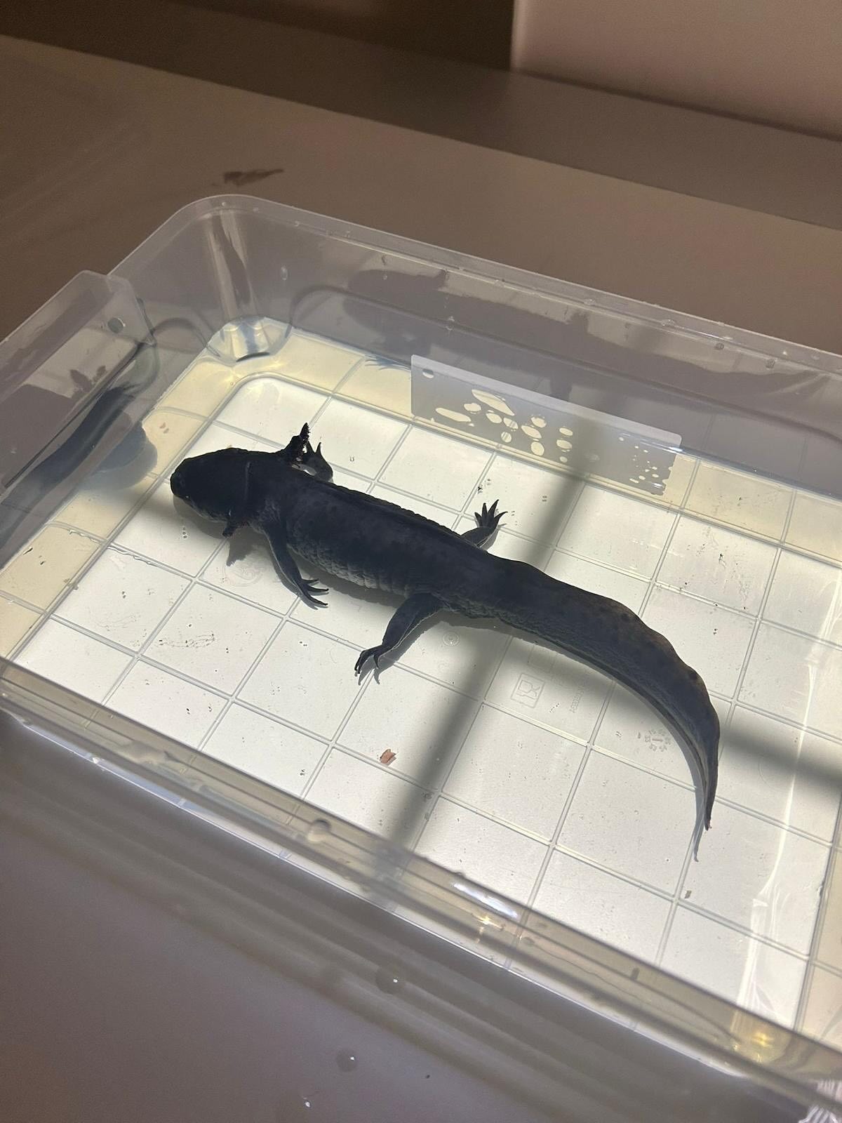 imgi_21_523408423_18149913481380256_2531729636350365894_n