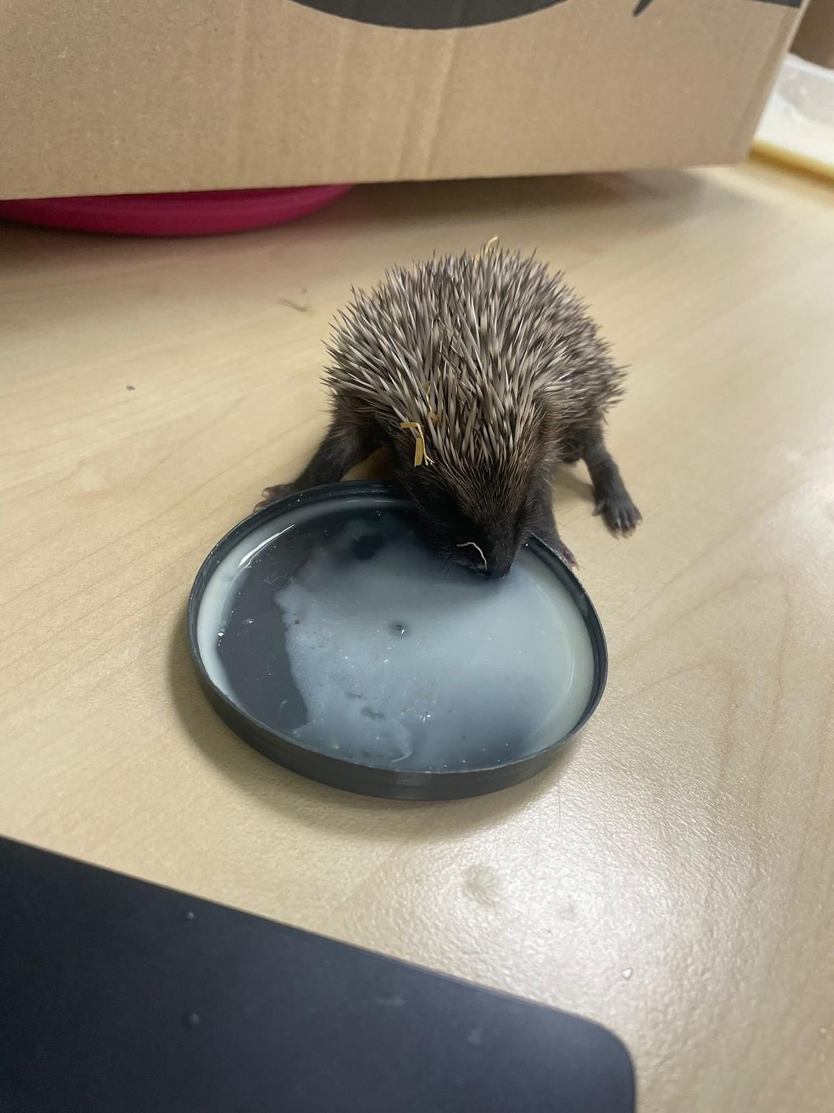 imgi_22_509624910_18147272821380256_8305612242842590512_n