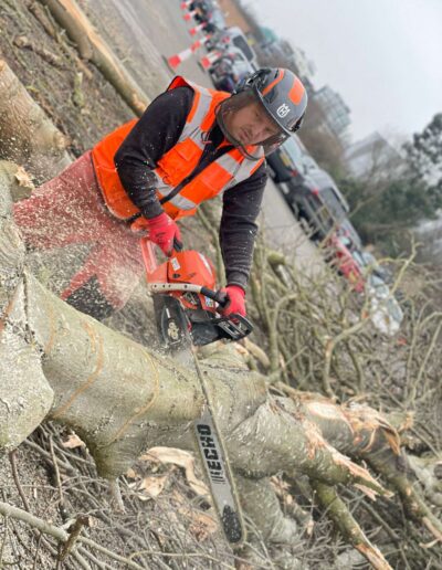 Tree Cutting Harpenden
