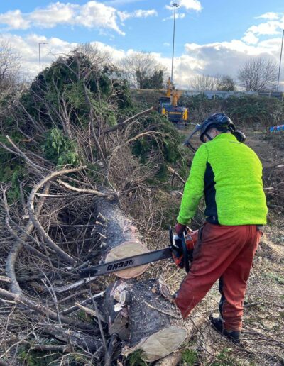 Tree Clearance