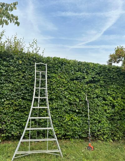 Hedge Trimming